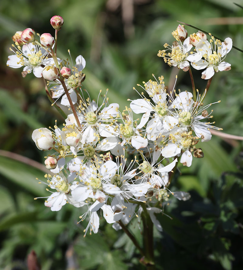 Dropwort